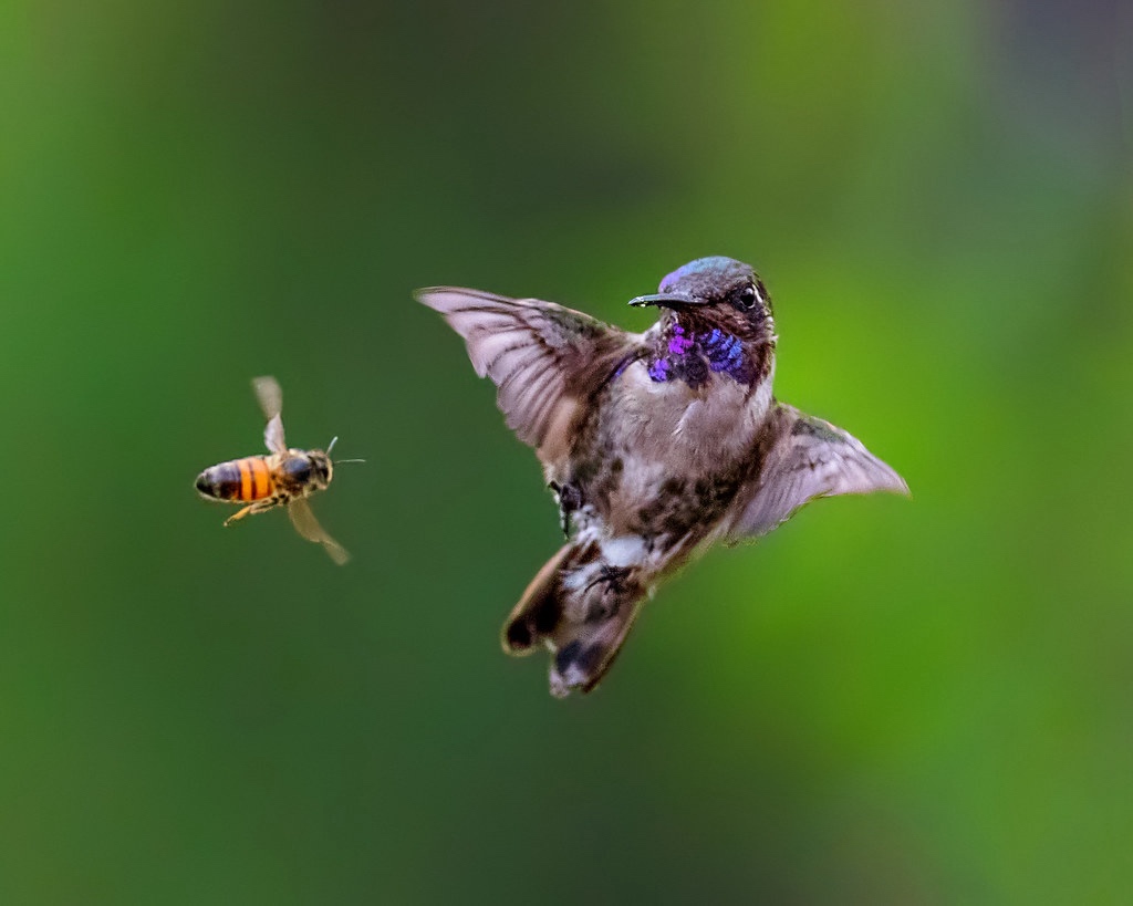 A honeybee and a hummingbird facing each other in mid-air