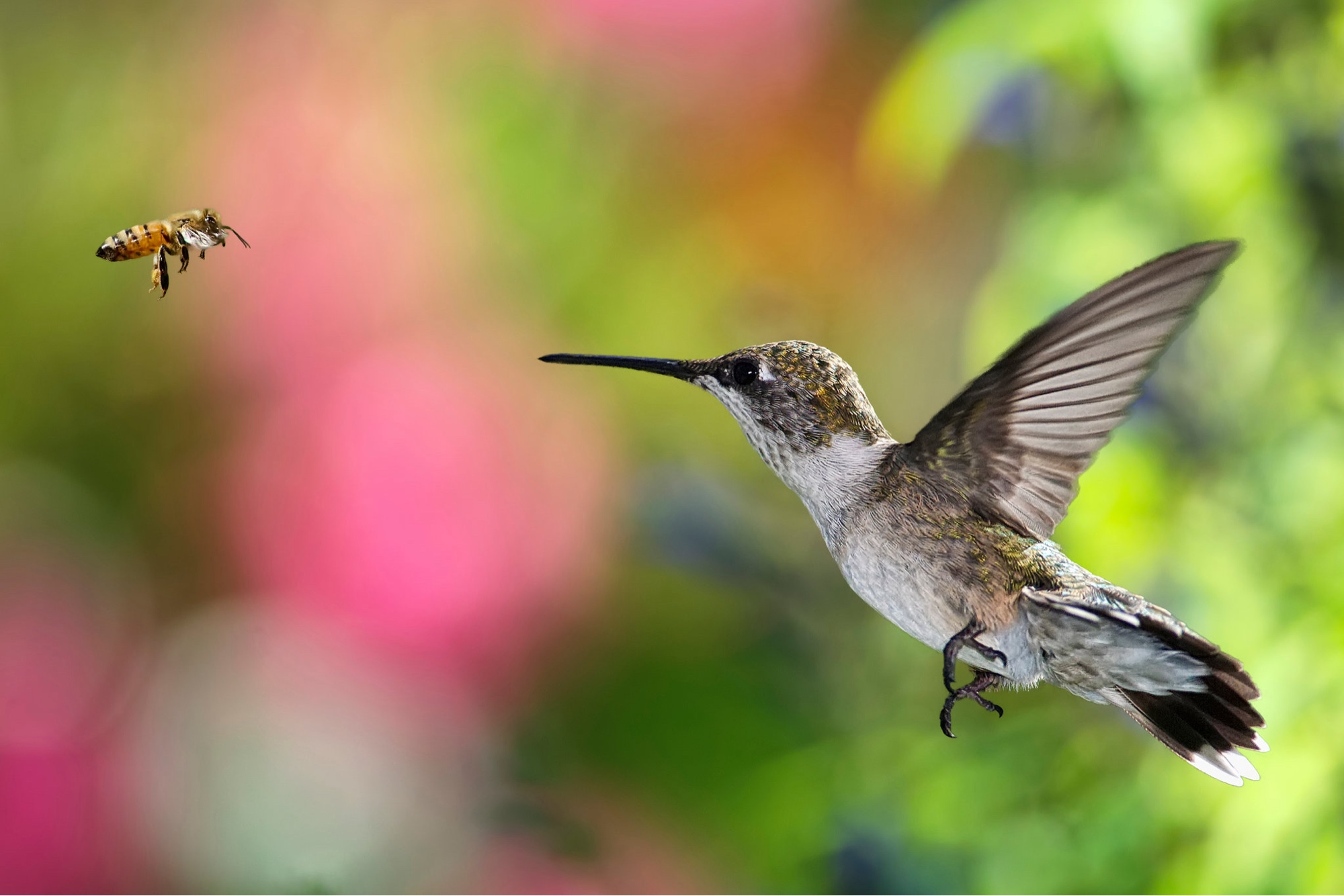 A hummingbird and a honeybee hovering toward each other above a bed of flowers