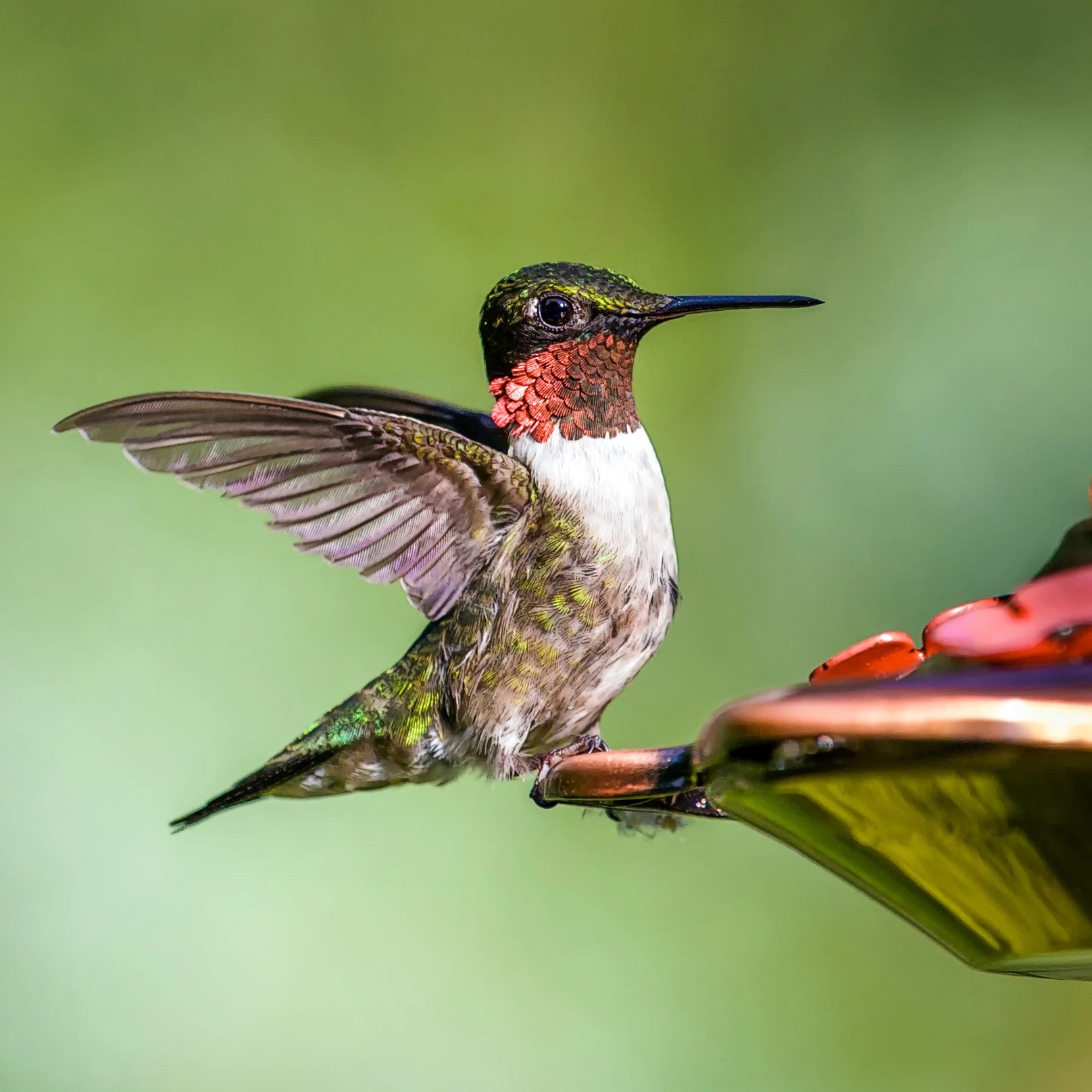 A ruby-throated hummingbird settling onto a copper nectar feeder